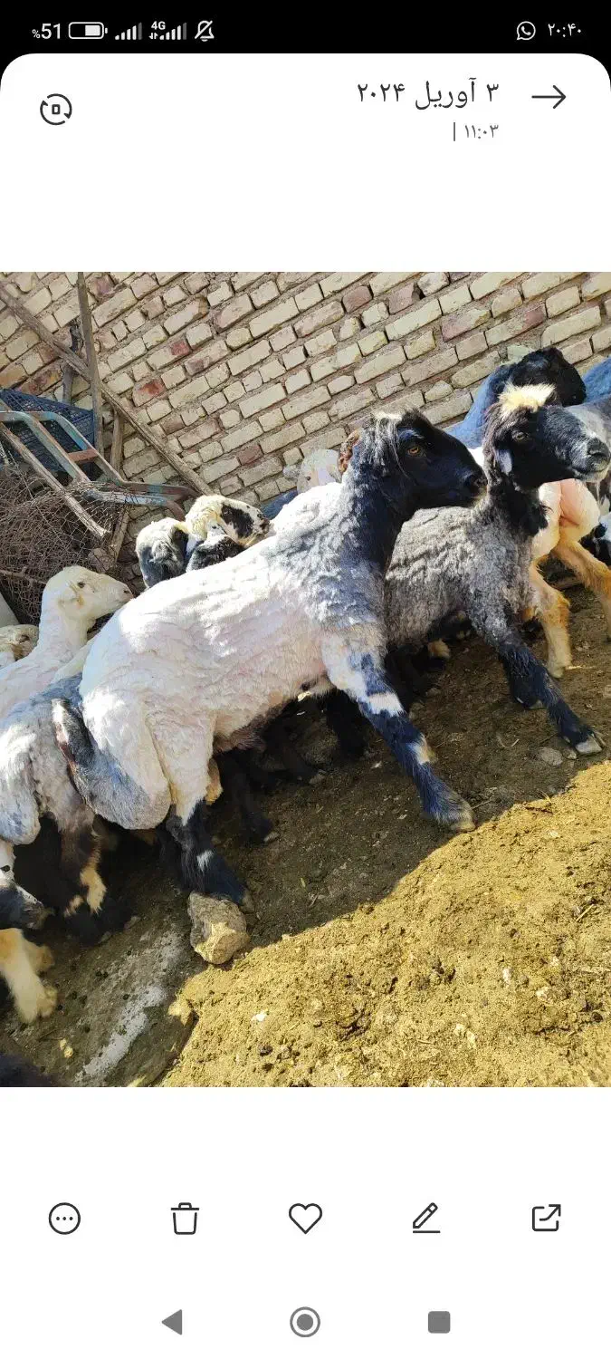 قوچ داشتی درجه یک|حیوانات مزرعه|سیدان, |دیوار