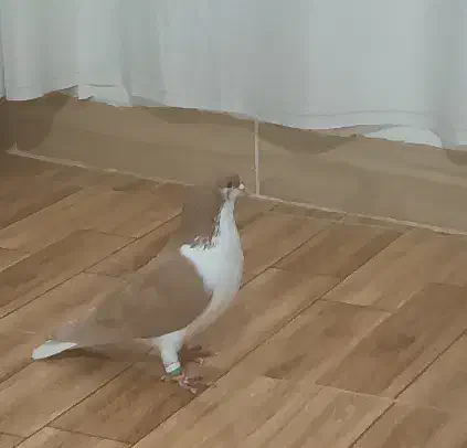 ساده زرد نر|پرنده|طرقبه, |دیوار