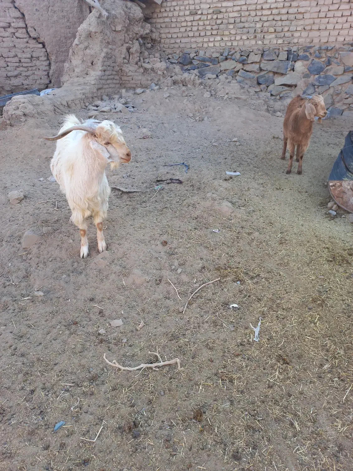 دو عدد بزغاله نرو ماده و ۲ تا بره ماده سبک|حیوانات مزرعه|تربت‌حیدریه, منصوریه|دیوار
