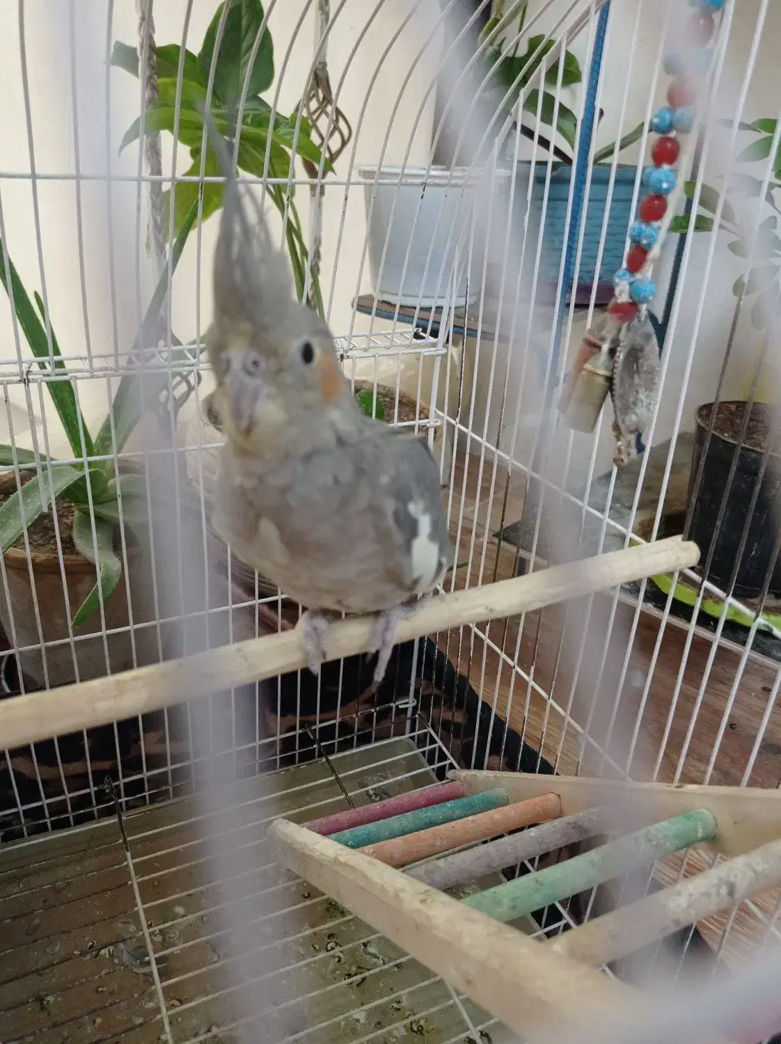 عروس هلندی سه ماهه باقفس|پرنده|خرمآباد, |دیوار