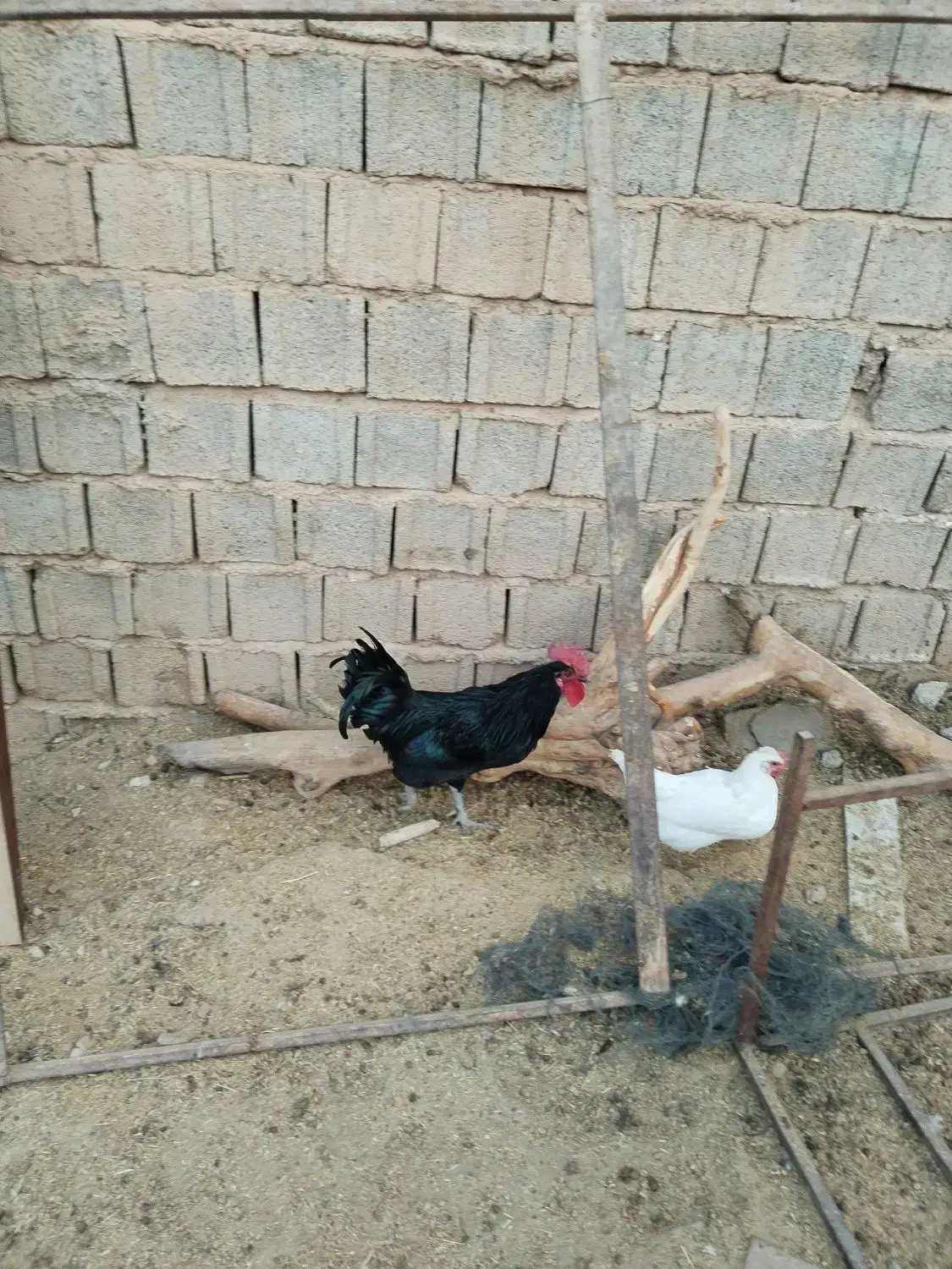 خروس محلی|حیوانات مزرعه|ارژن, |دیوار