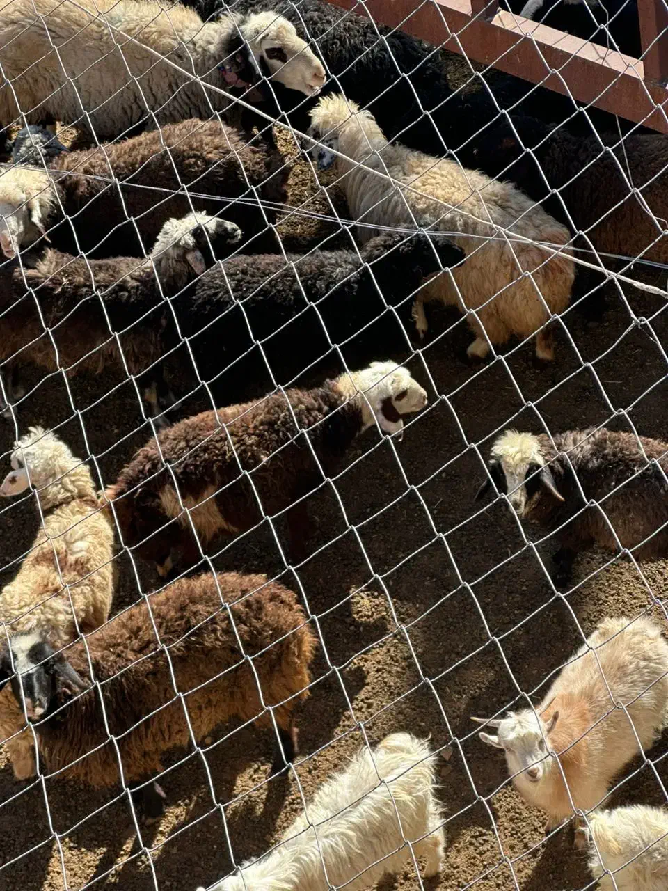 میش وبره|حیوانات مزرعه|دهج, |دیوار