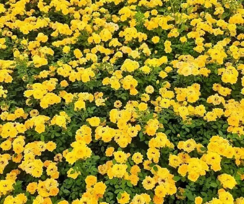 ریشه کنده رز هلندی و ساناز|گل و گیاه طبیعی|محلات, |دیوار