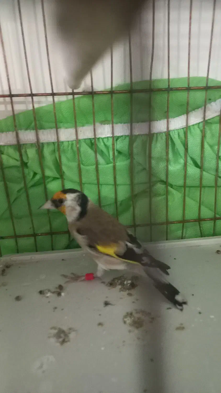 سهره های چهارگل آس.متولد قفس|پرنده|مشهد, جاهد شهر|دیوار