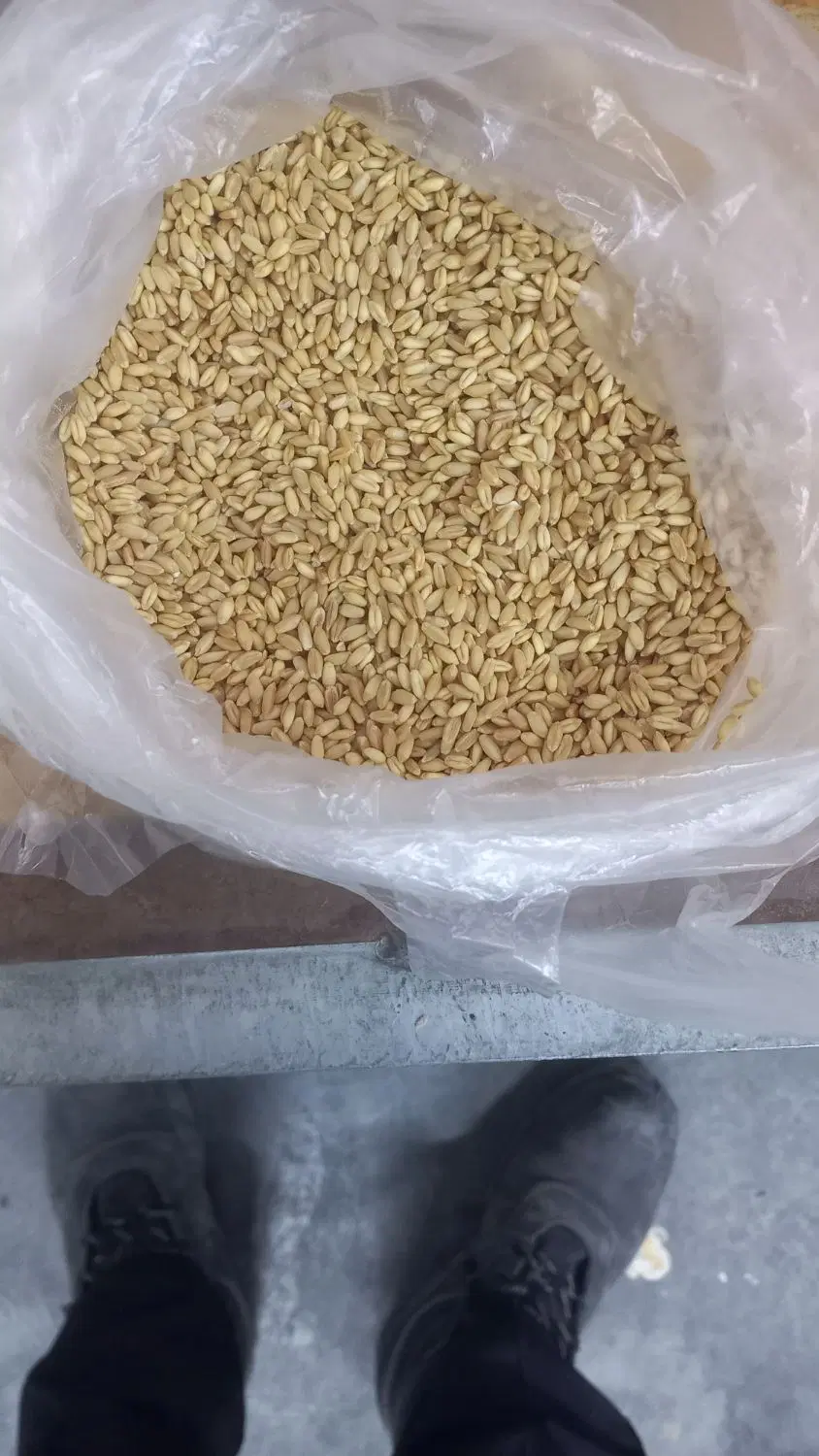 گندم|خوردنی و آشامیدنی|آبیک, |دیوار
