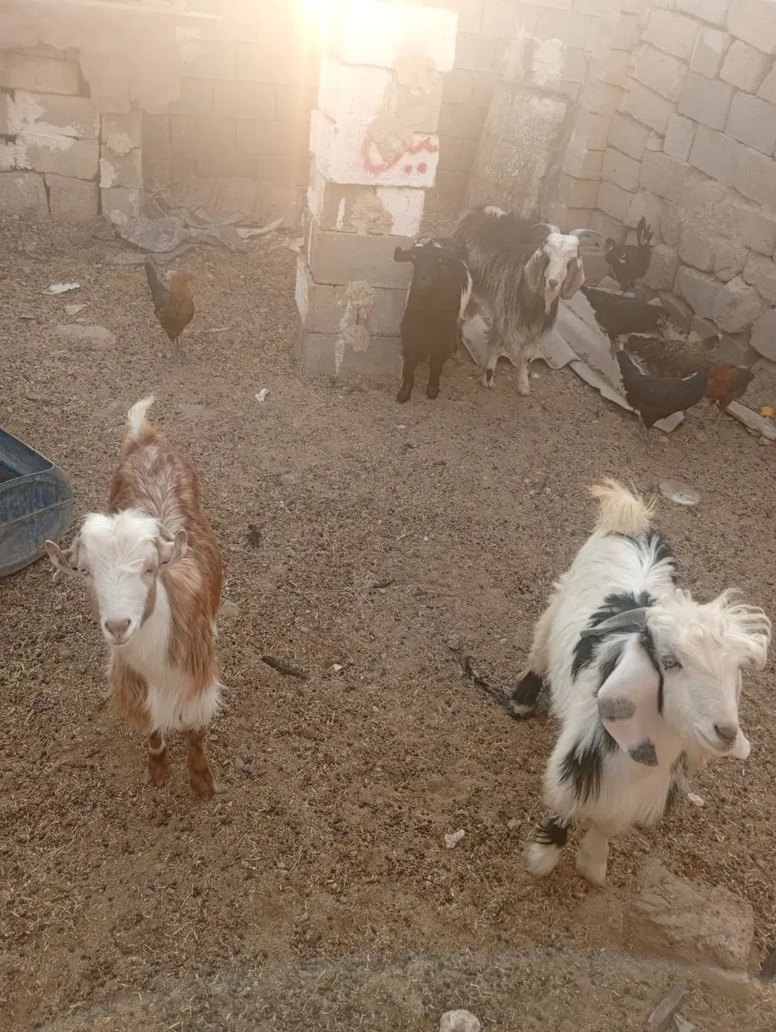 بزز..|حیوانات مزرعه|هندیجان, |دیوار