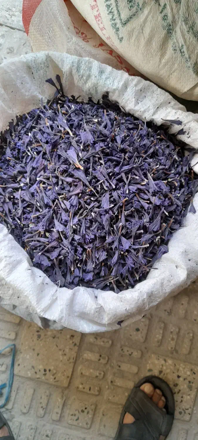 فروش گل گاوزبان|گل و گیاه طبیعی|محمدیه-قزوین, |دیوار