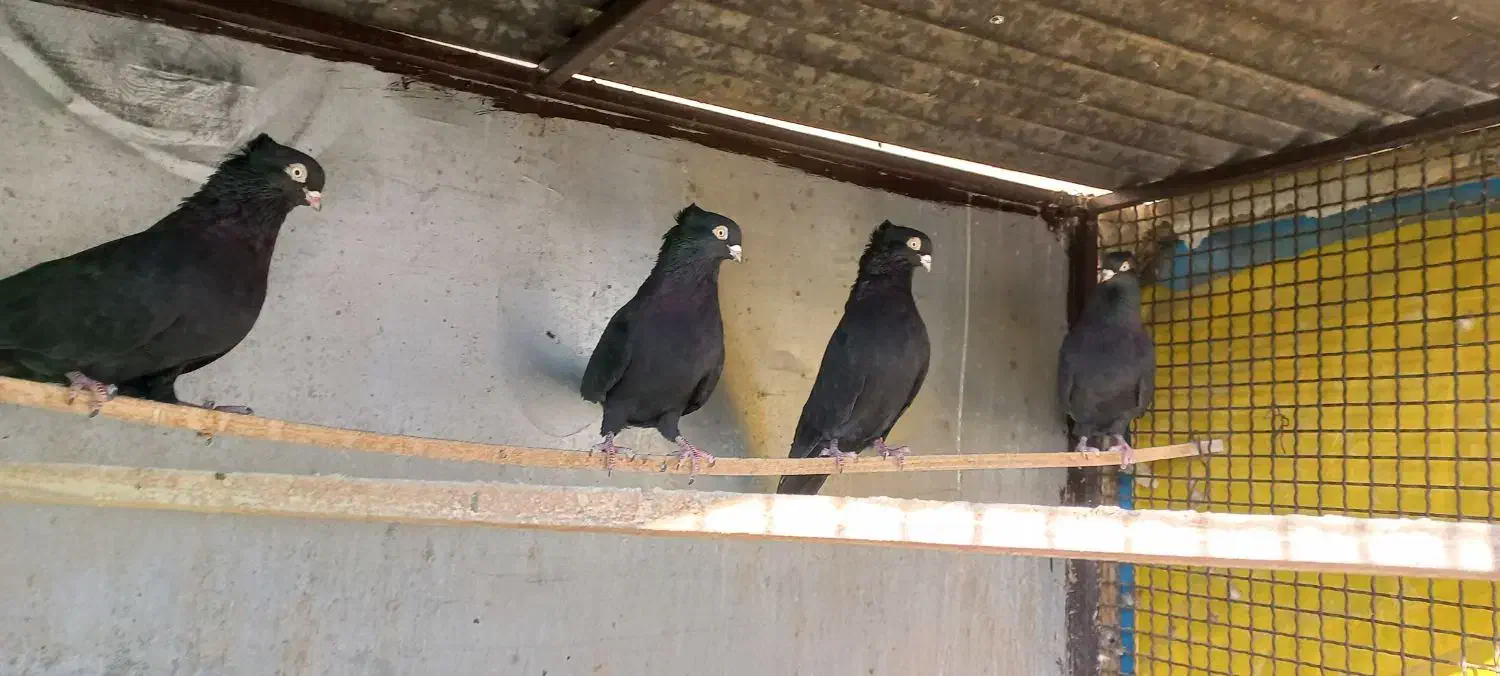 زاغ فروشی|پرنده|خمینی‌شهر, |دیوار