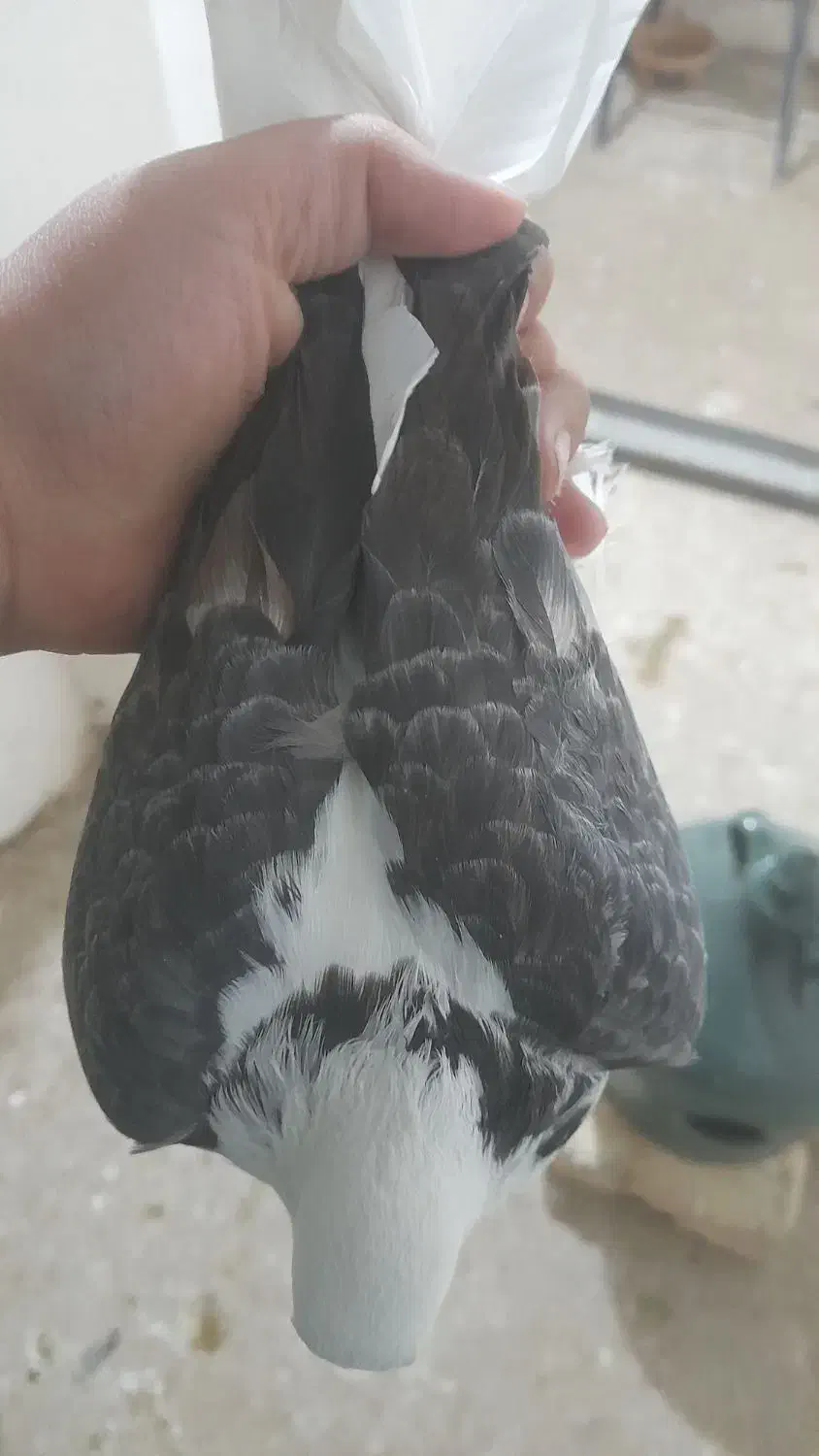 کبوتر|پرنده|خمینی‌شهر, |دیوار