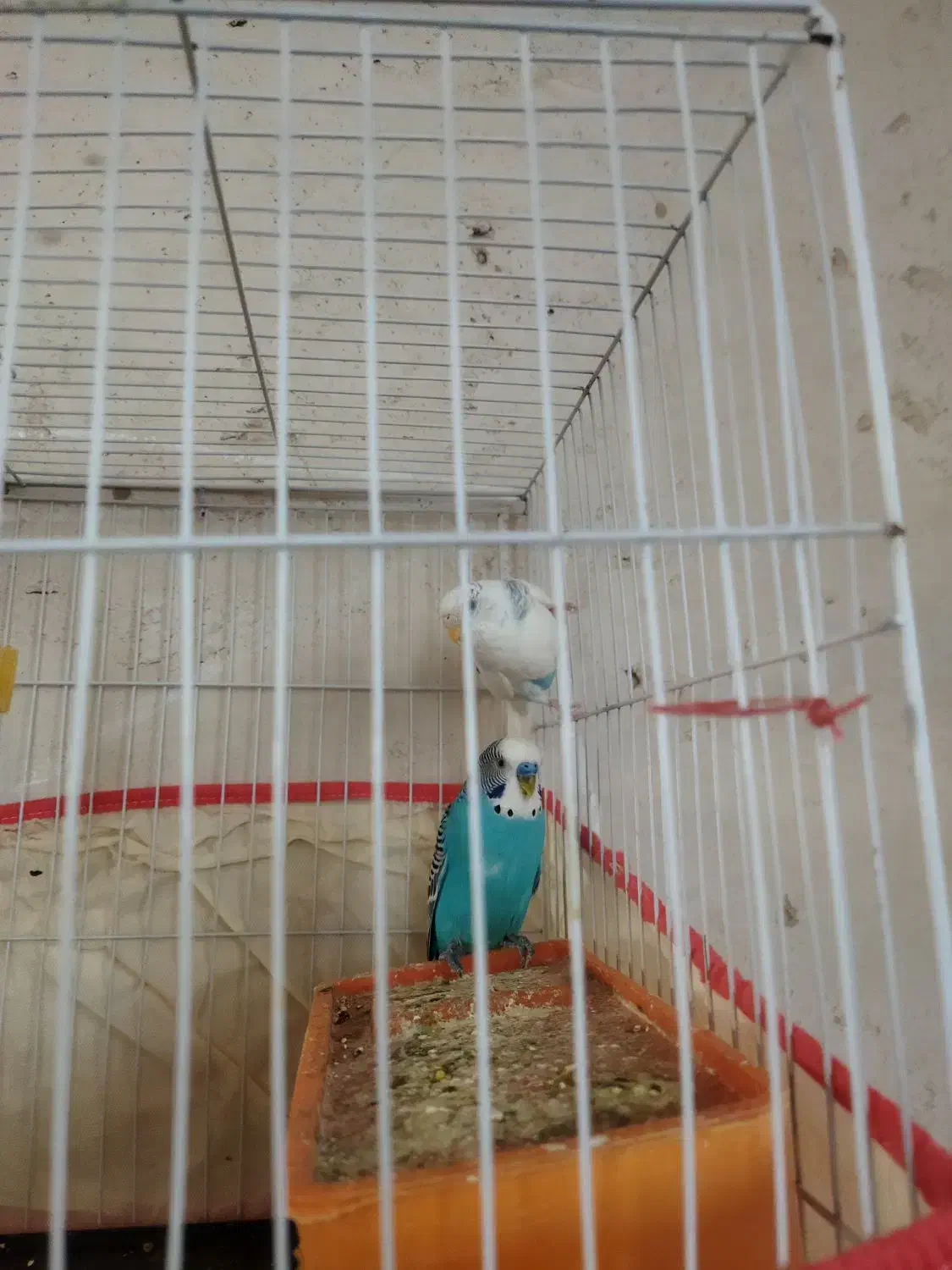 مرغ عشق جفت|پرنده|خواف, |دیوار