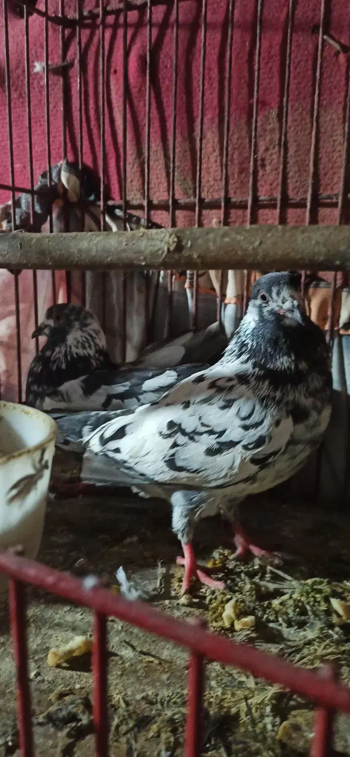 پرنده|پرنده|لاهیجان, بازکیاگوراب|دیوار