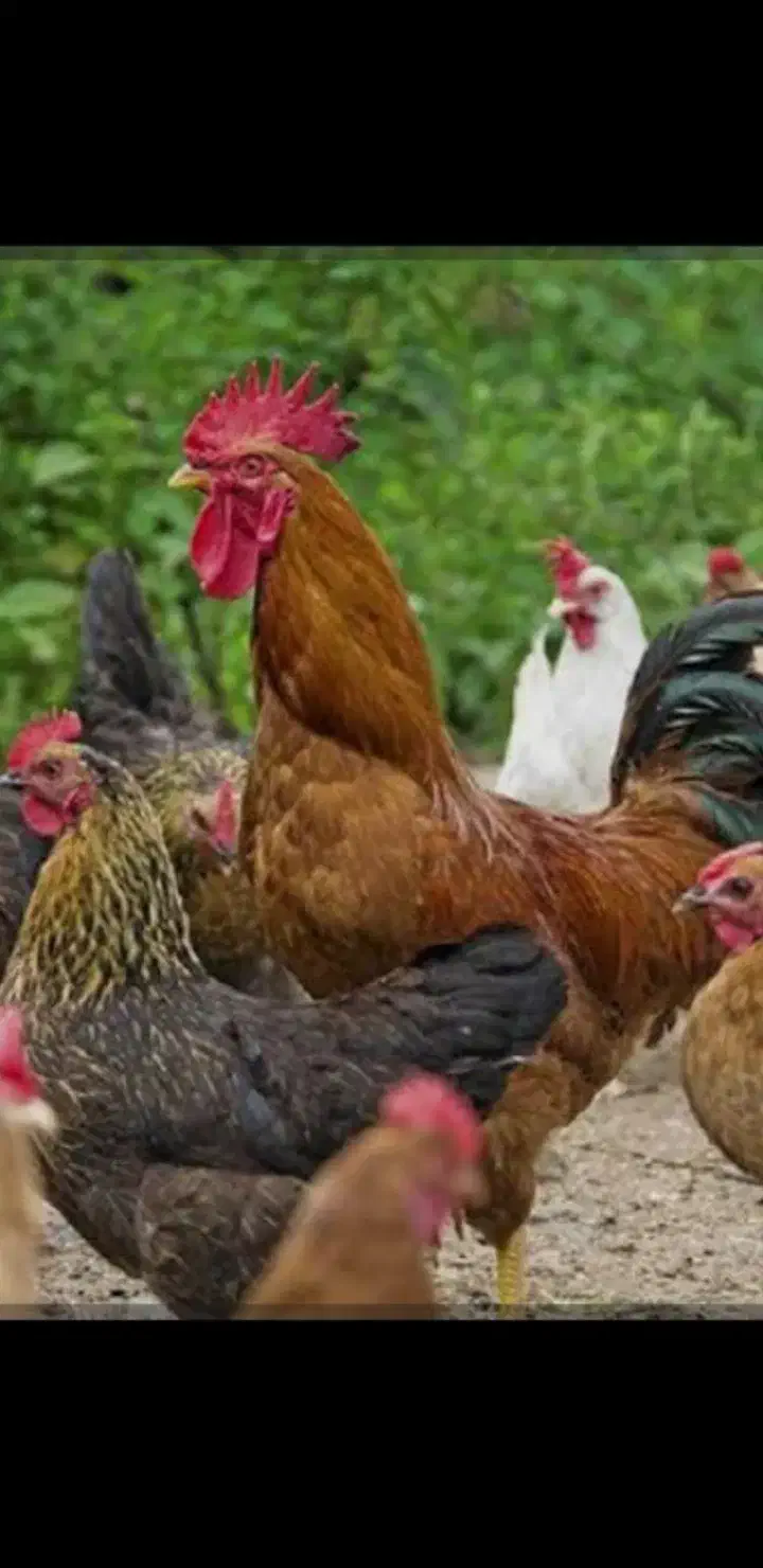 مرغ وخروس محلی|حیوانات مزرعه|خسروشاه, |دیوار