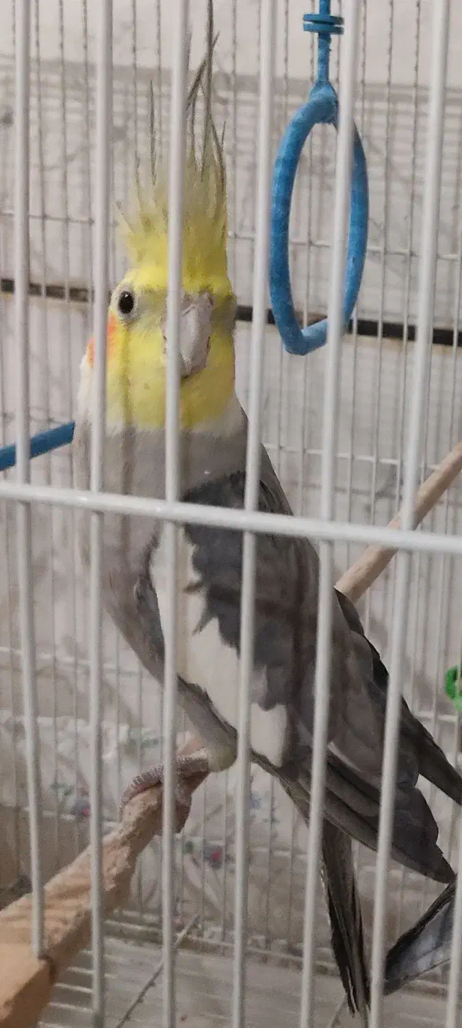 طوطی عروس گمشده|پرنده|بهبهان, |دیوار