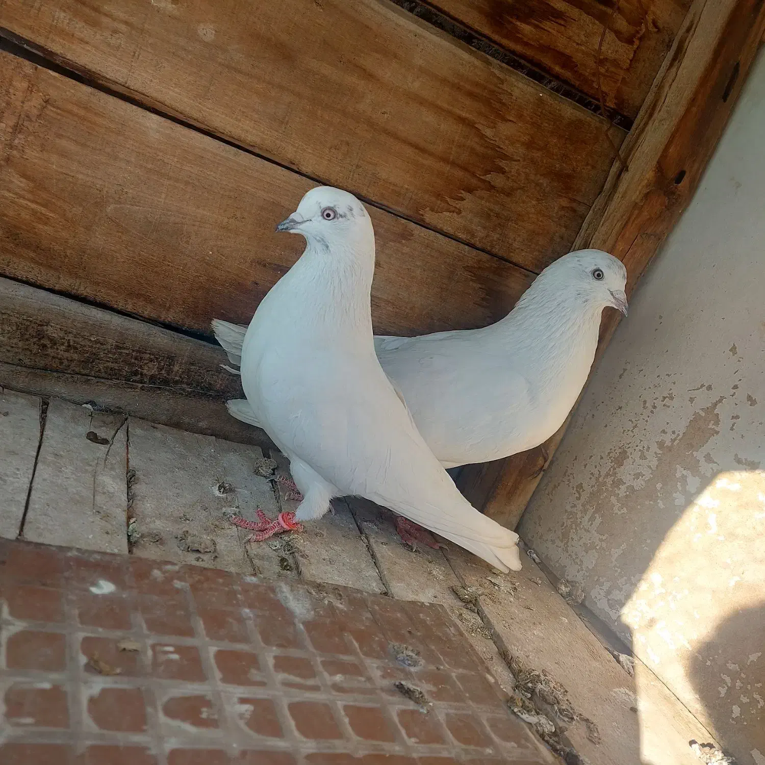 کله خالدار پرشی|پرنده|مبارکه, |دیوار