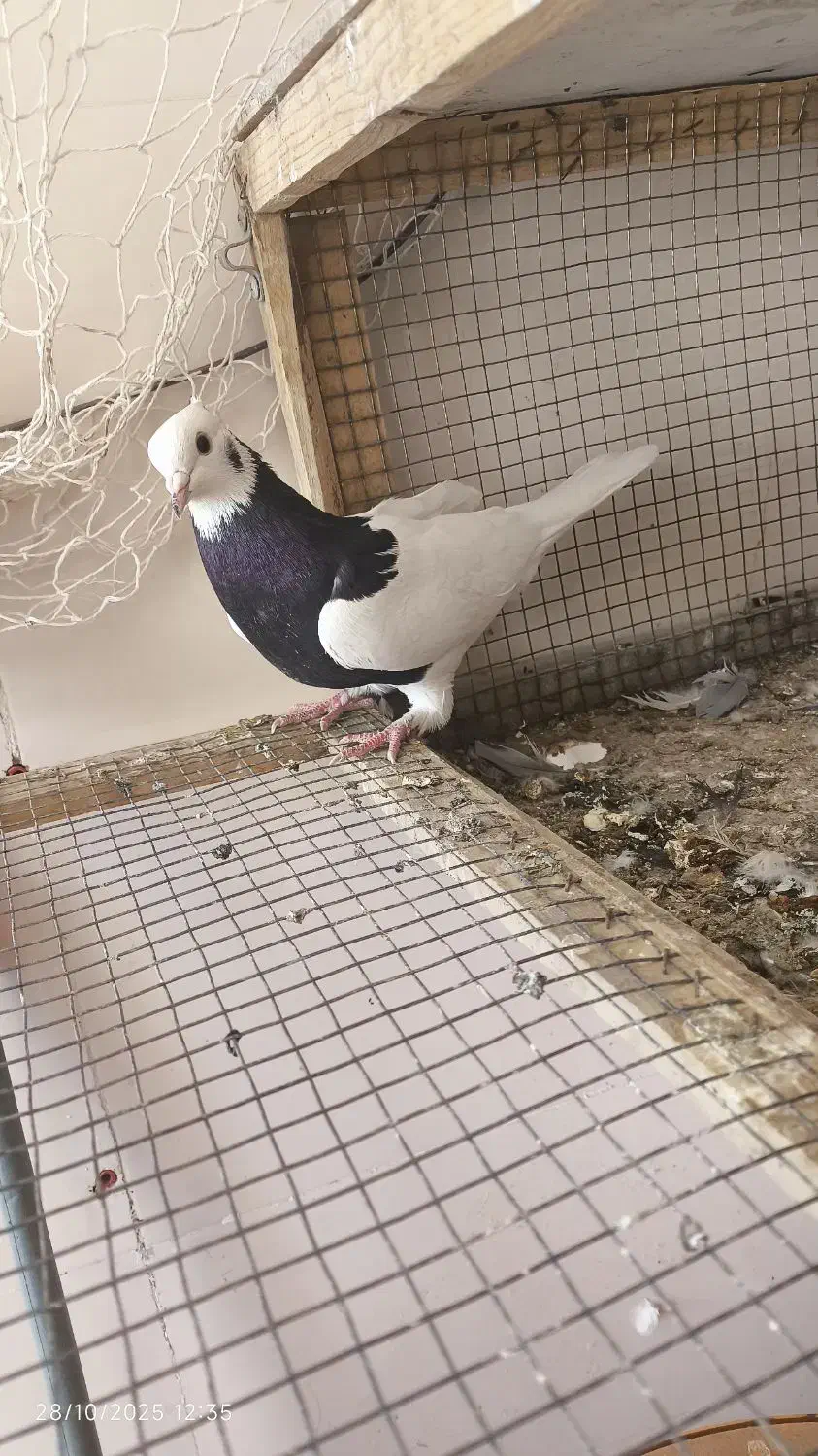 ماده طوقی سیاه|پرنده|صابری, |دیوار