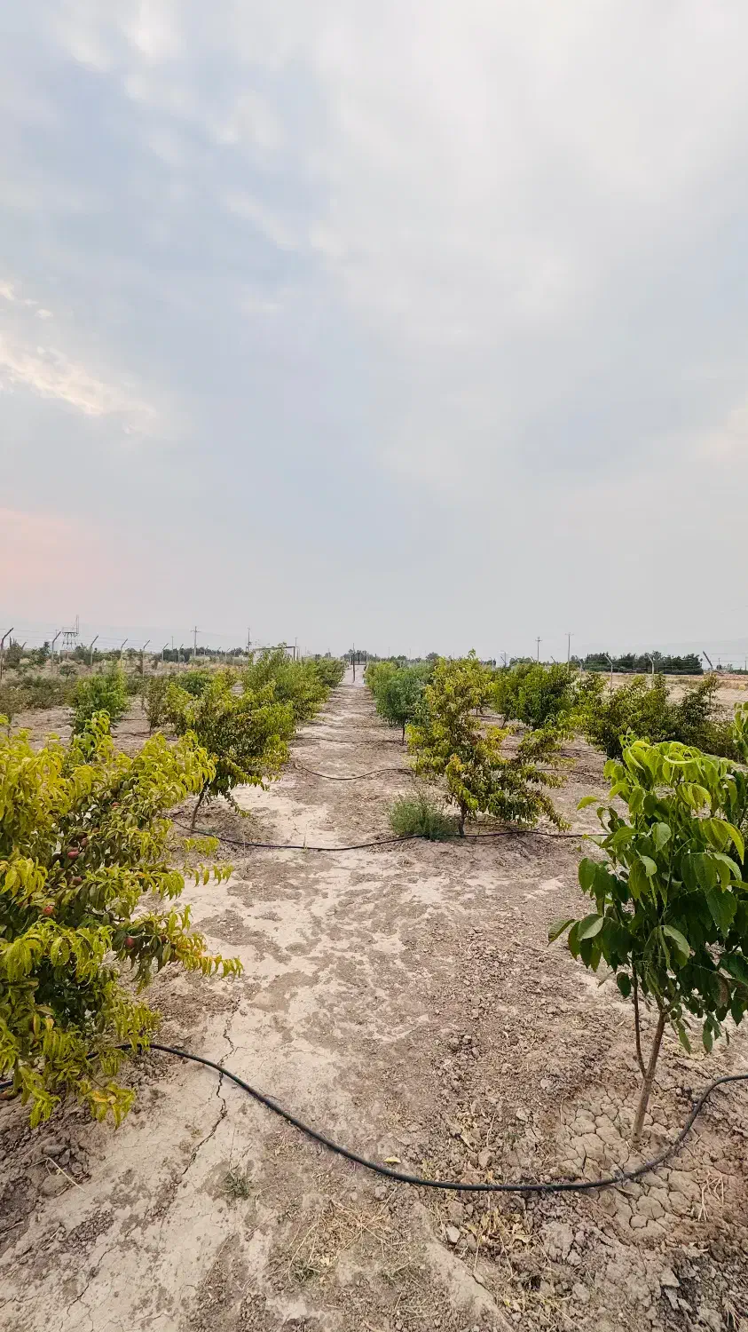 باغچه|فروش زمین و ملک کلنگی|فیروزآباد (فارس), |دیوار