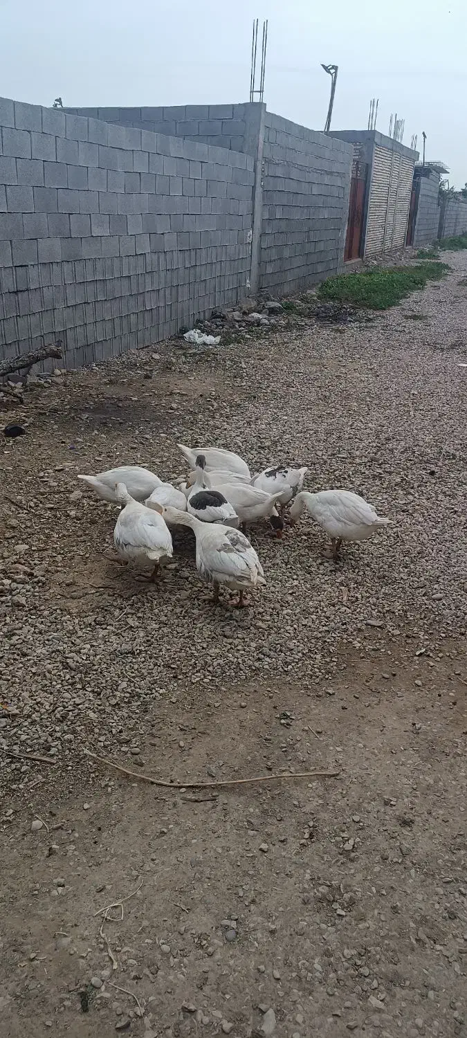 غاز|حیوانات مزرعه|دزفول, |دیوار