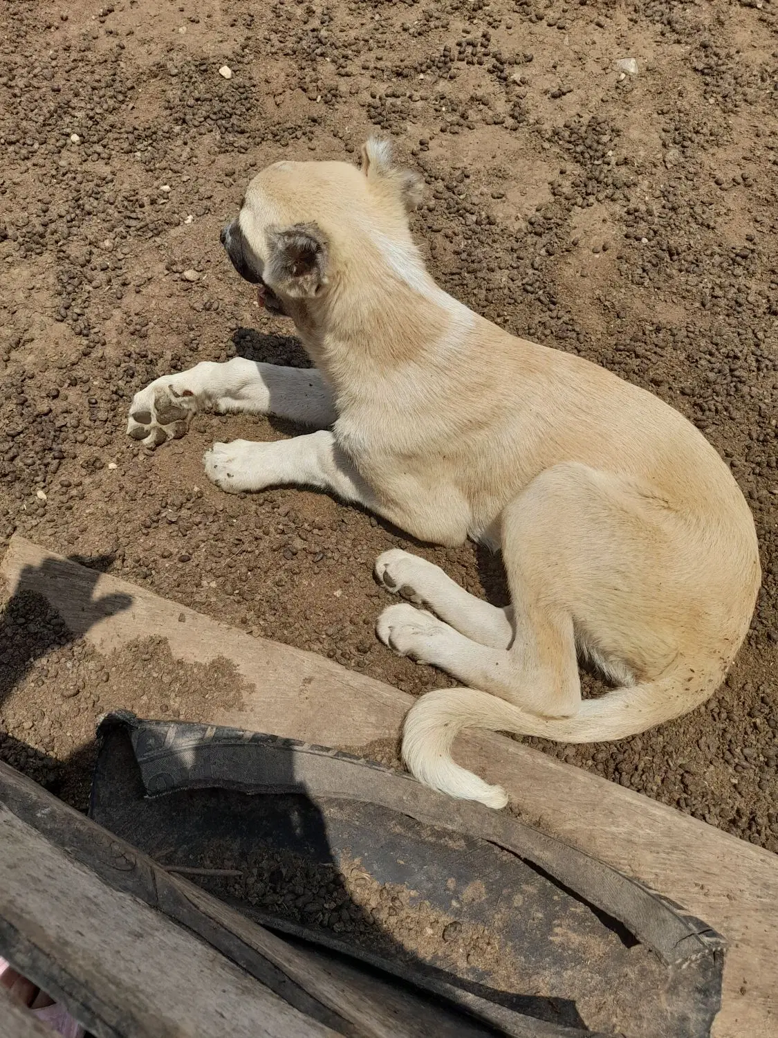 سرگرمی|سگ|نکا, |دیوار