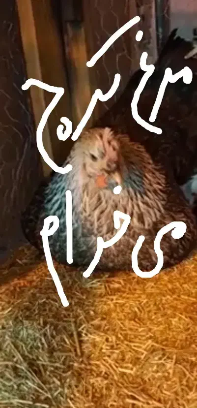 مرغ کرچ|حیوانات مزرعه|سرپل ذهاب, |دیوار