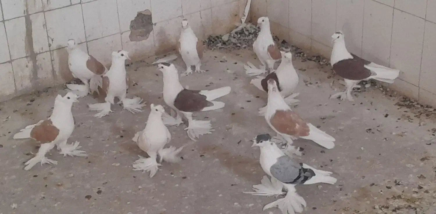 کبوترپشتی کاکل پرپا|پرنده|کاشمر, |دیوار