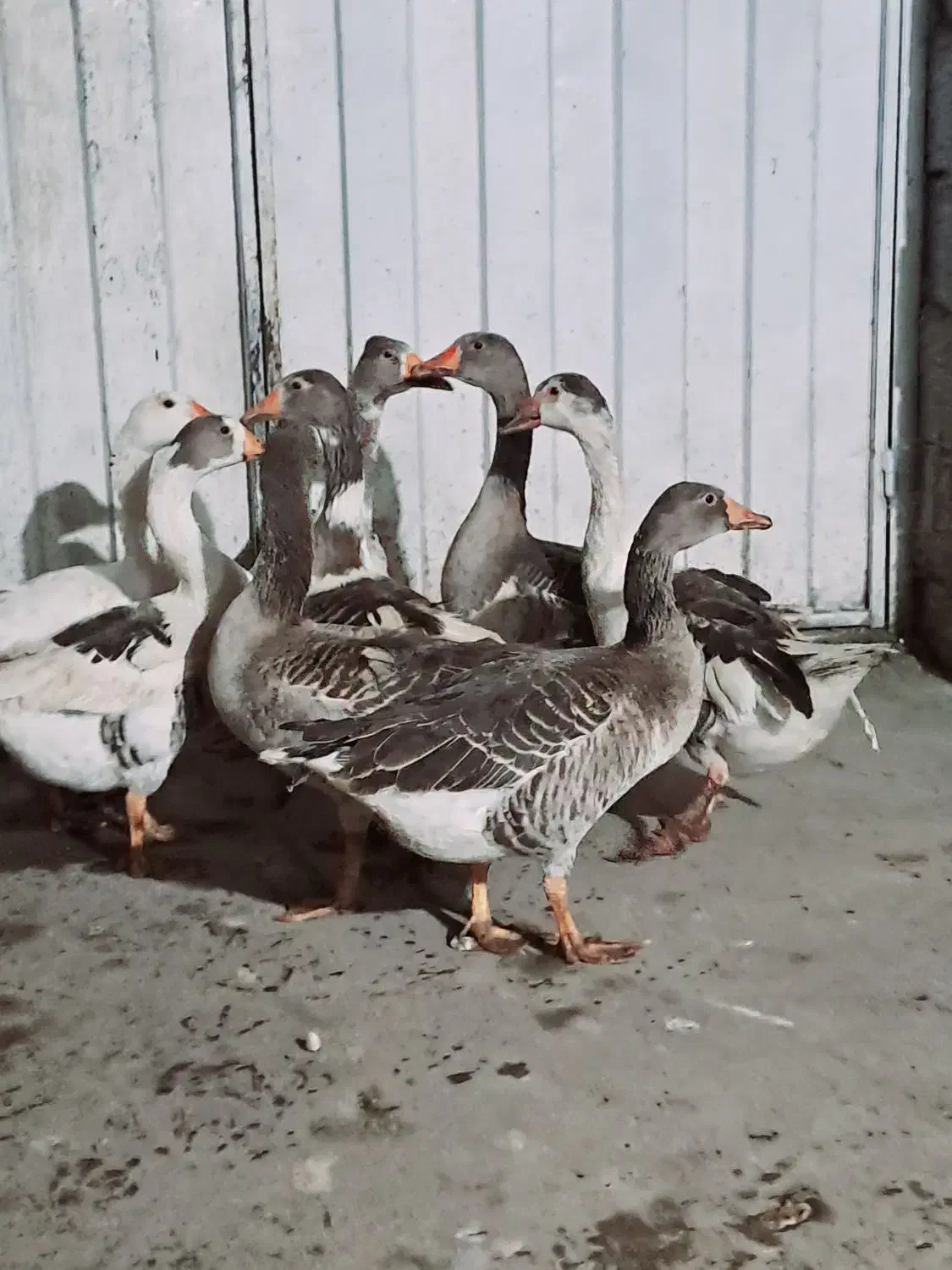 غاز محلی ،غاز محلی درشت ، غاز محلی نر و ماده|حیوانات مزرعه|سیاهکل, |دیوار