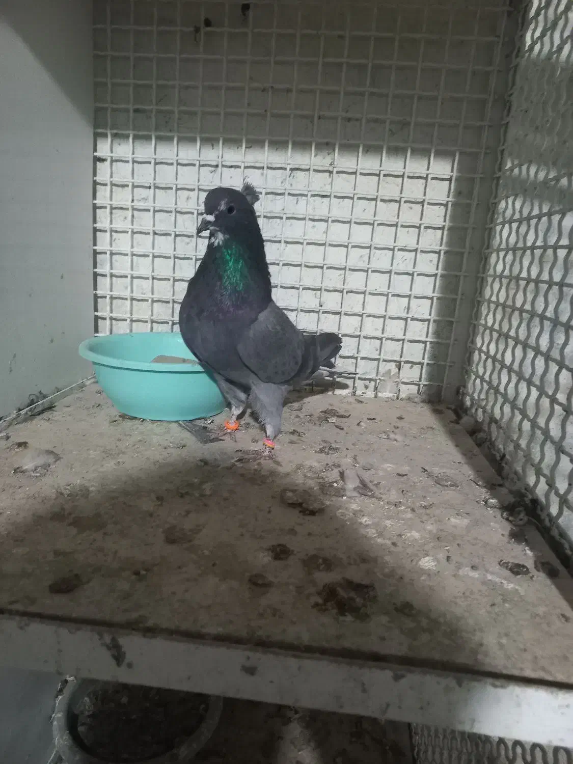 بعلت نداشتن جا|پرنده|محمدیه-قزوین, |دیوار