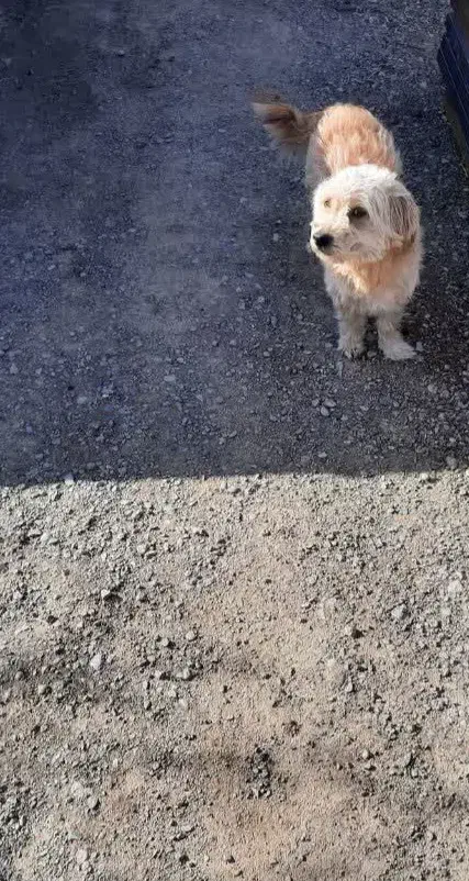 سگ گم شده|حیوانات|نجفآباد, ویلاشهر|دیوار