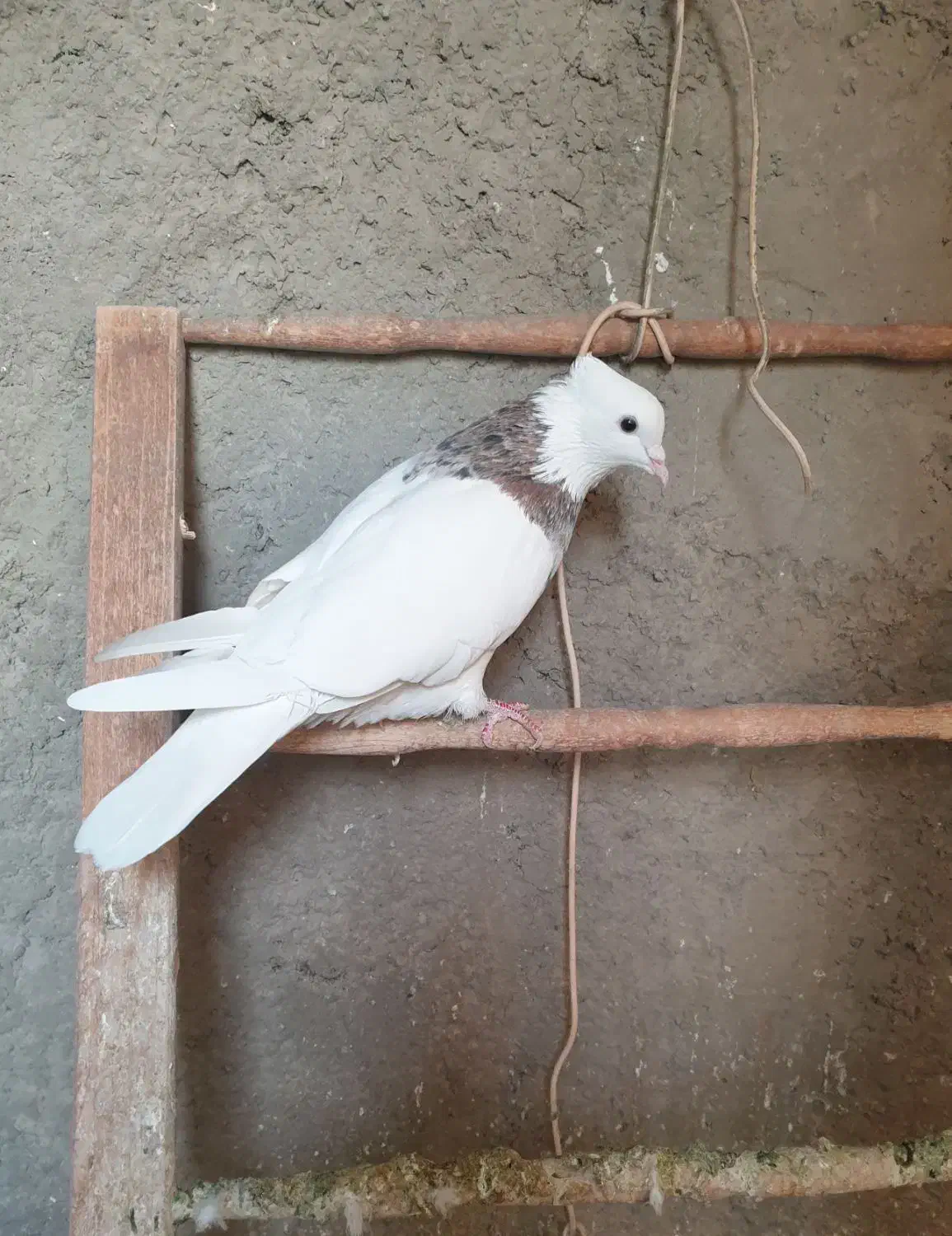 کبوتر طوقی، شازده سبز،سبز کاشانی، قهوه ای، دورگ|پرنده|مبارکه, |دیوار