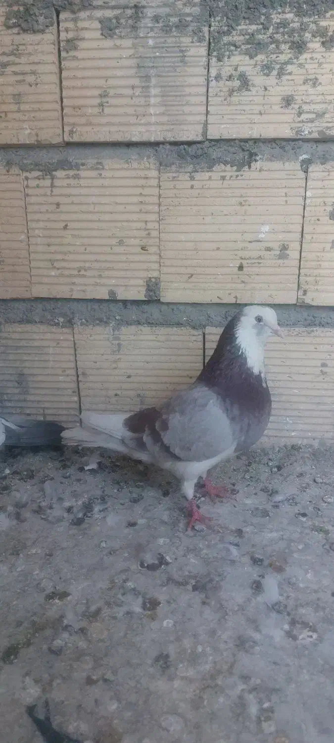 کبوتر گرفتنی|پرنده|نجف‌آباد, یزدانشهر|دیوار