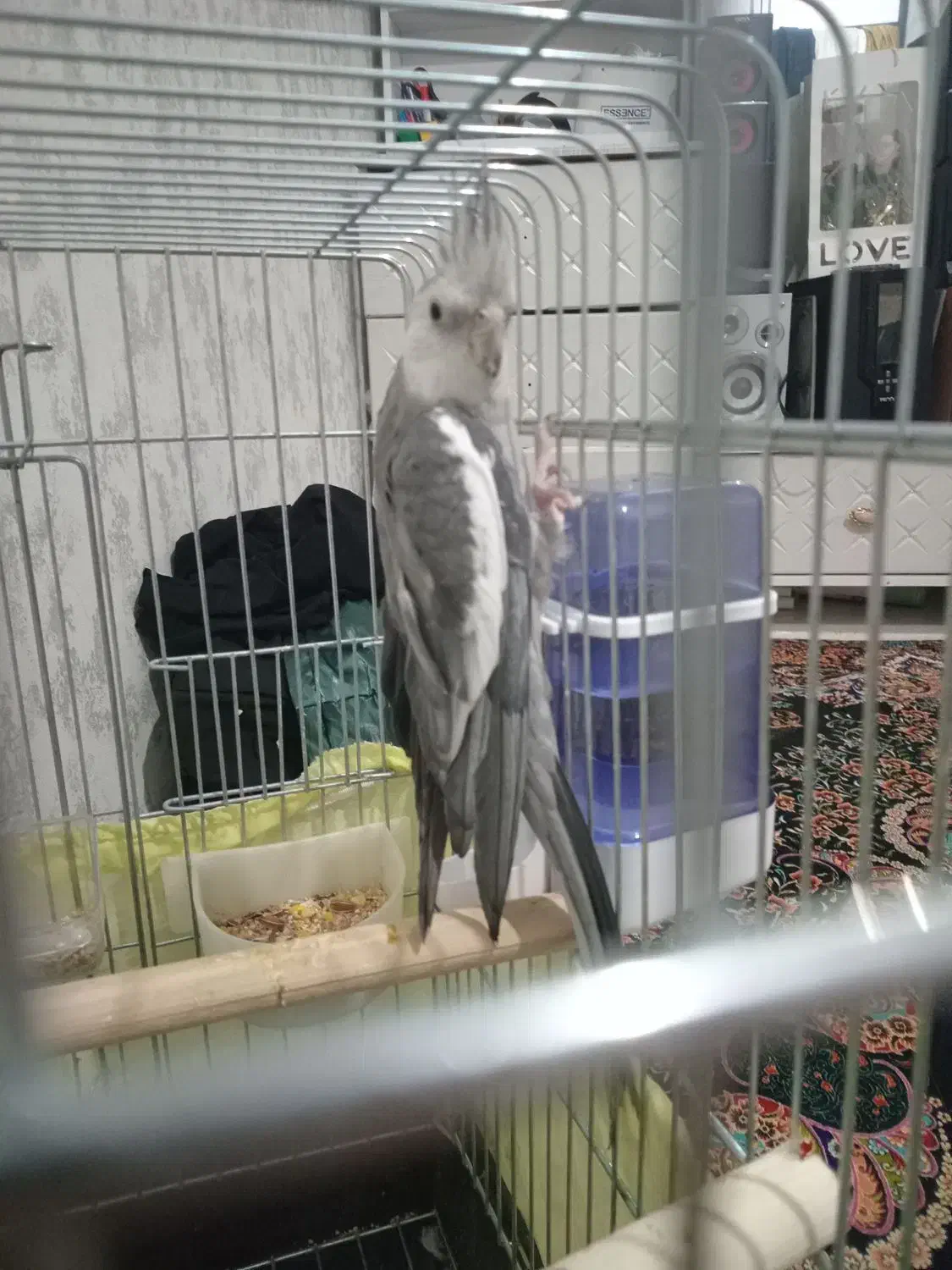 عروس هلندی نر وایت فیس|پرنده|اسلام‌شهر, مسکن مهر اسلاشهر (شهرک امام خمینی)|دیوار