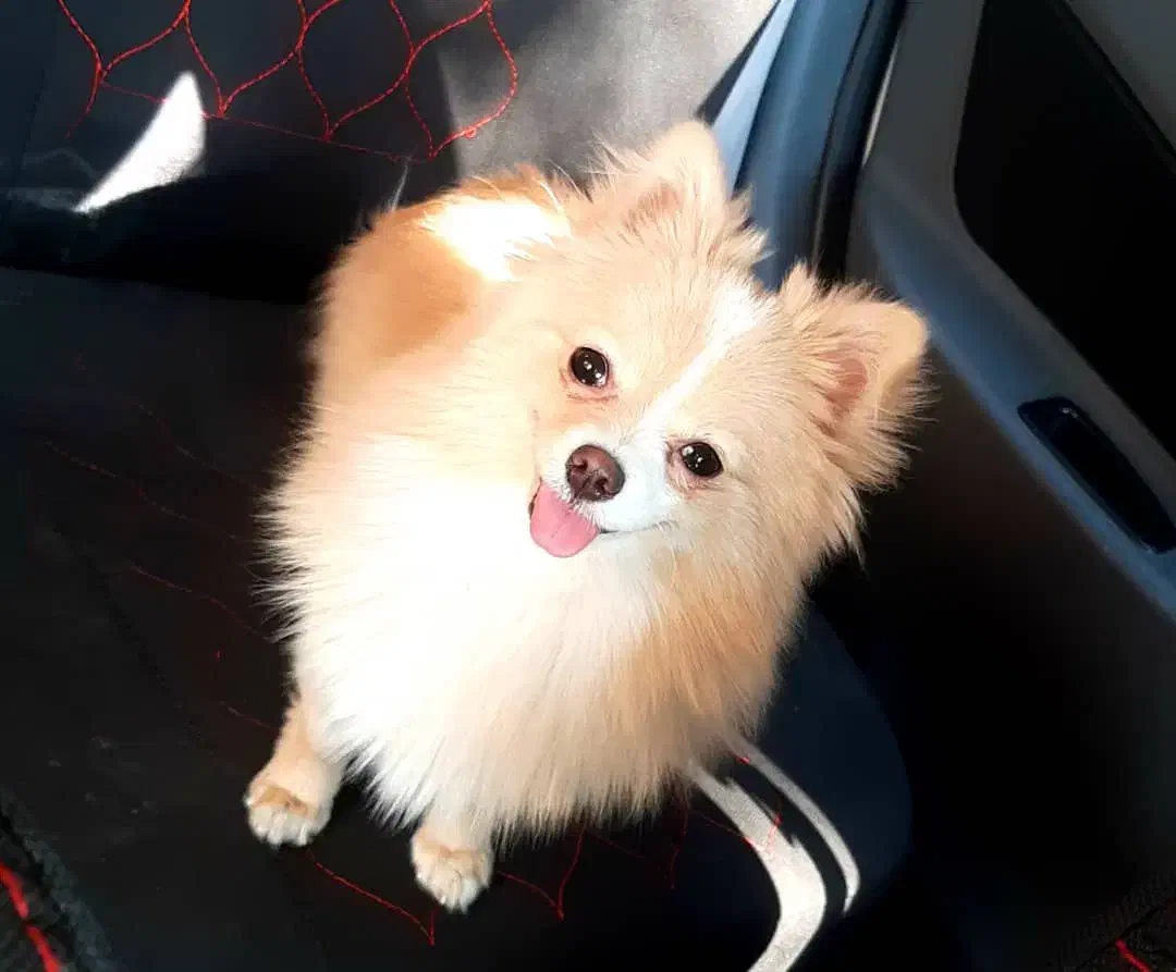 واگذاری سگ|سگ|تهران, قلهک|دیوار