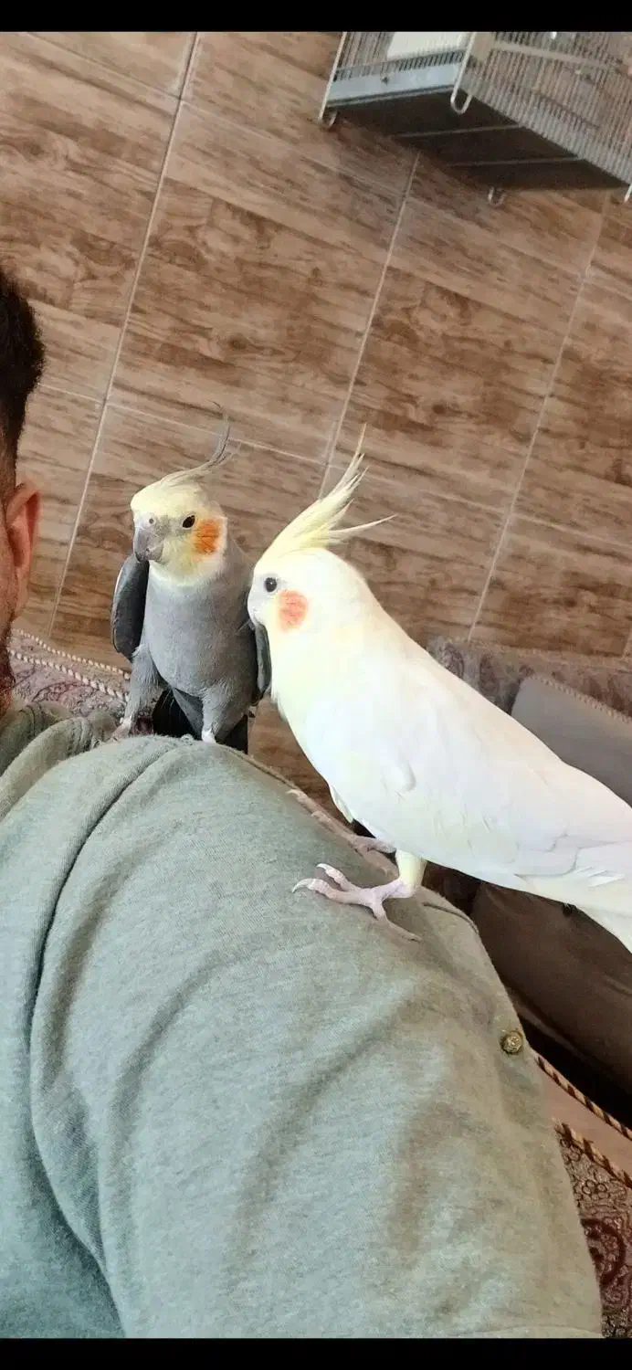 عروس هلندی جفت|پرنده|پاکدشت, پارچین|دیوار