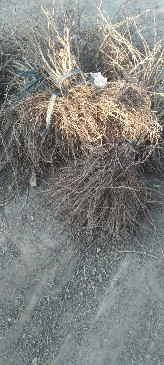 عنوان نهال های ایرانی وخارجی موجود ‌میباشد|خدمات باغبانی و درختکاری|ارومیه, |دیوار