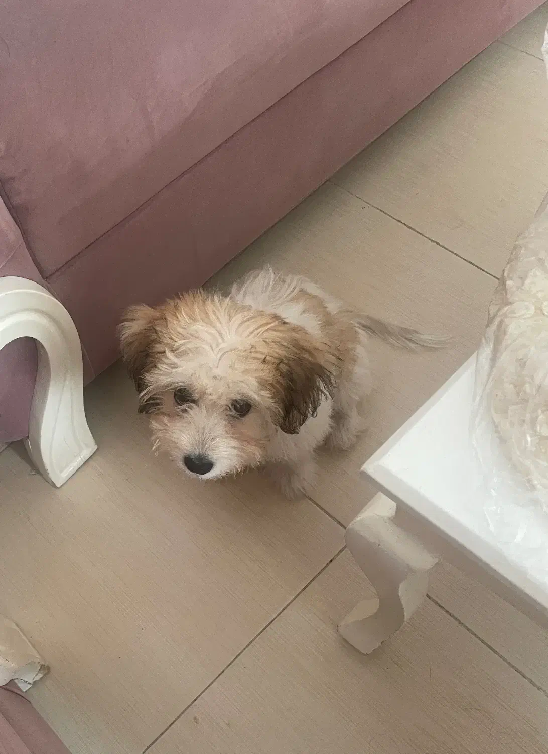 واگذاری|سگ|رشت, فلسطین|دیوار