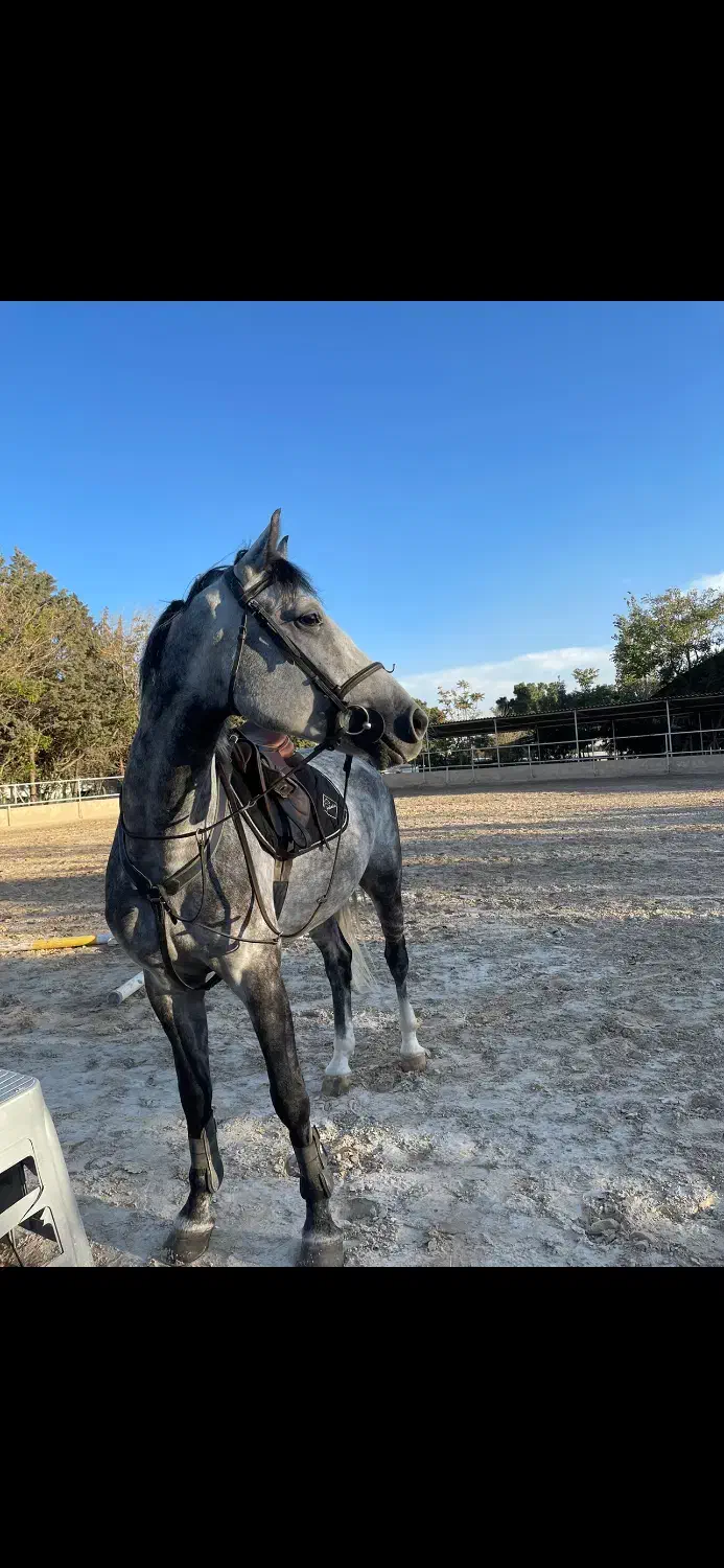 آموزش سوارکاری|خدمات آموزشی|تهران, بوستان چیتگر|دیوار