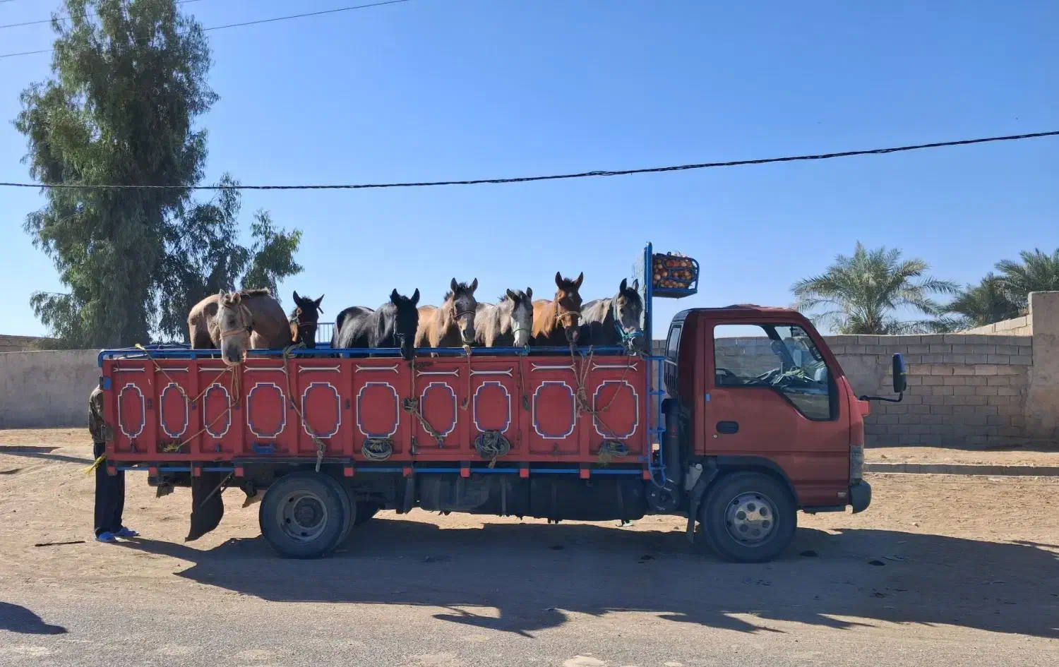 خرید و فروش اسب باری پالانی|حیوانات مزرعه|ثلاث باباجانی, |دیوار