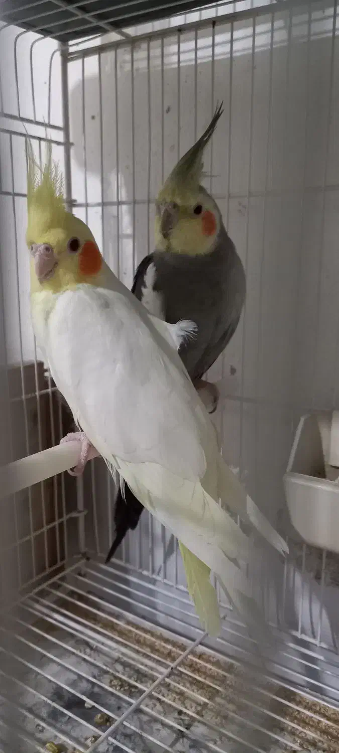 **جفت طوطی عروس هلندی نر سخنگو|پرنده|لنگرود, |دیوار