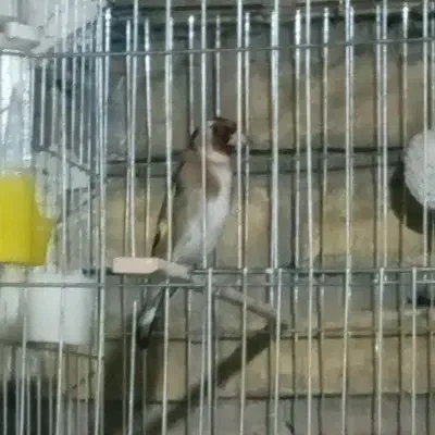 سهره جفتی دوساله|پرنده|اندیمشک, |دیوار