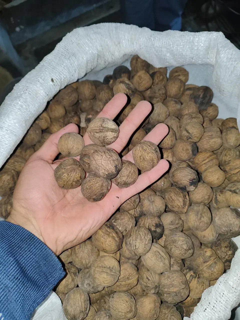 گردو  دلیجان|خوردنی و آشامیدنی|ساری, |دیوار