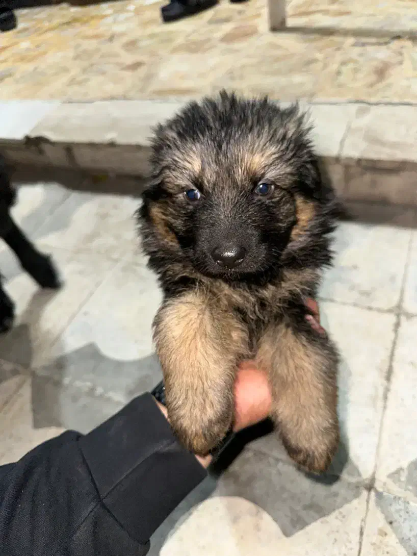 ژرمن شولاین نر کینگ سایز|سگ|شیراز, بعثت|دیوار