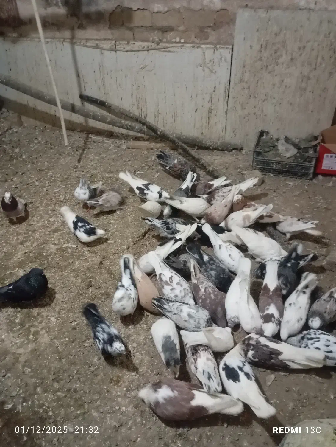 کفتر تهرانی|پرنده|بومهن, |دیوار