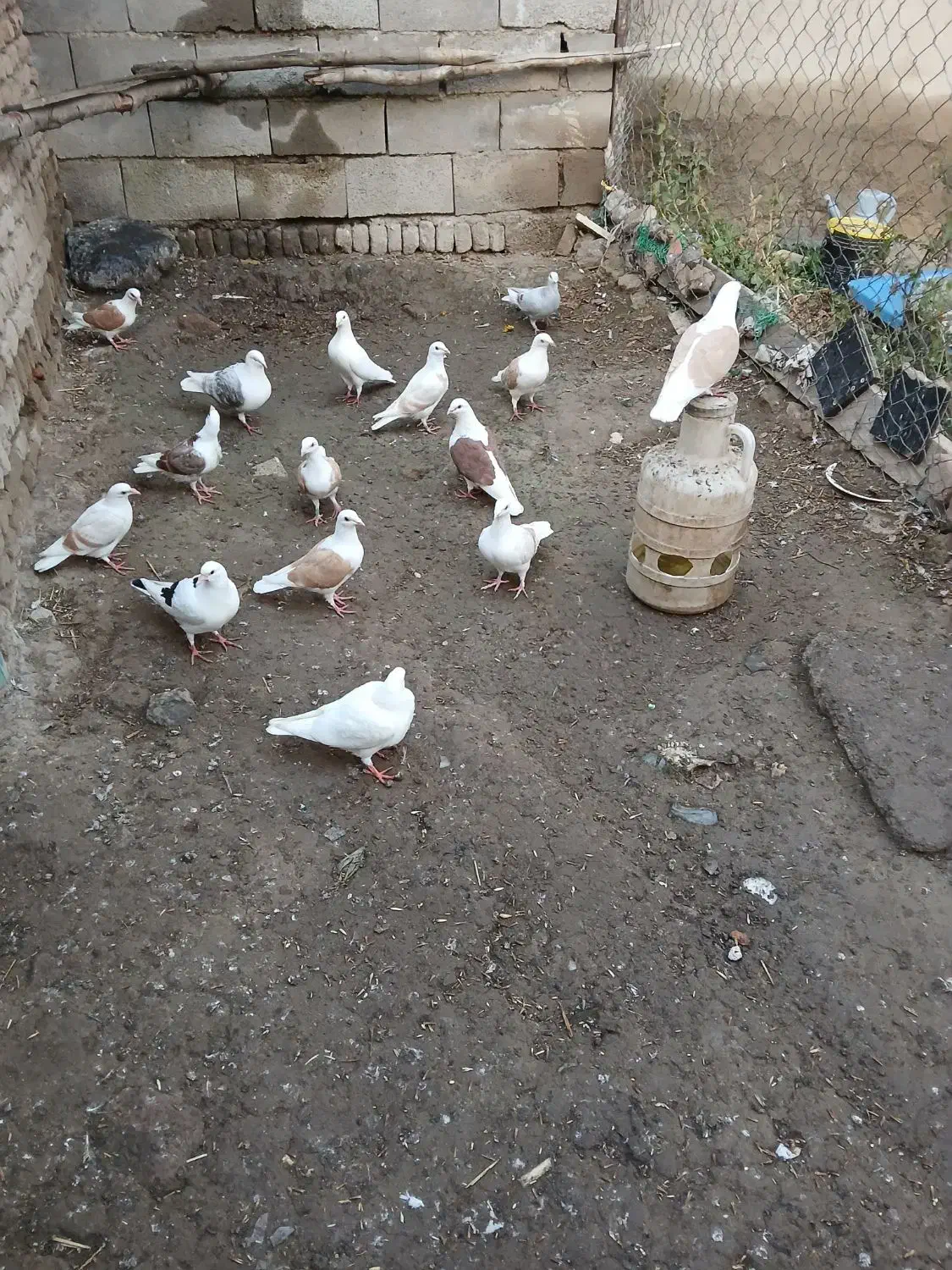 دوبرآلمانی|پرنده|فیروز, |دیوار