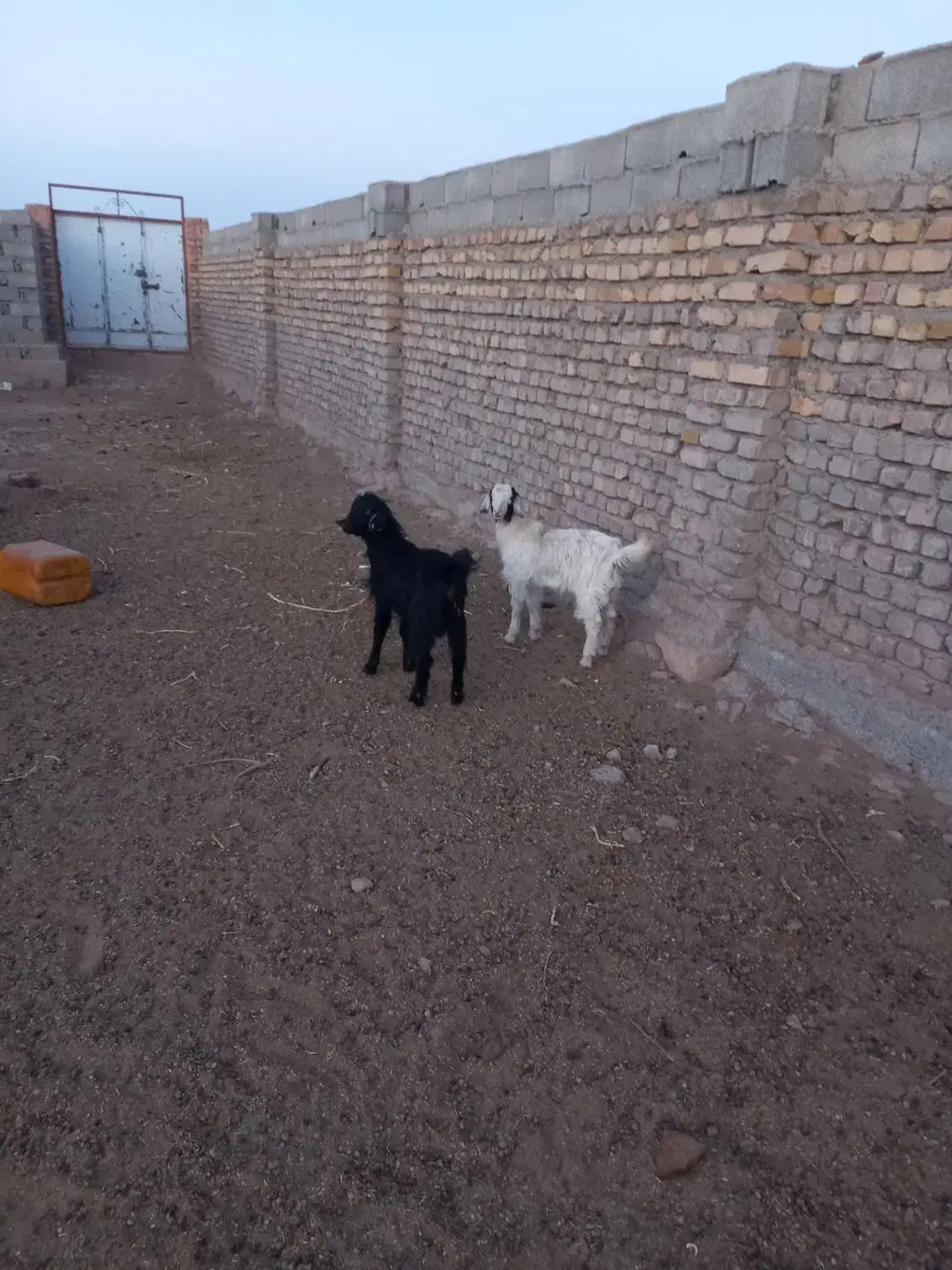 دوعدد بزغاله ی نر|حیوانات مزرعه|عطاملک, |دیوار