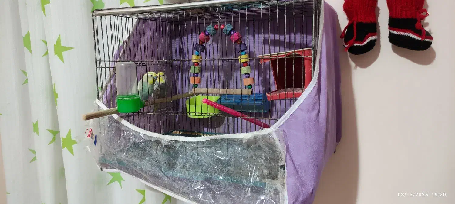 دو عدد مرغ عشق نر با تمام لوازم و قفس|پرنده|گلبهار, شهر جدید گلبهار|دیوار