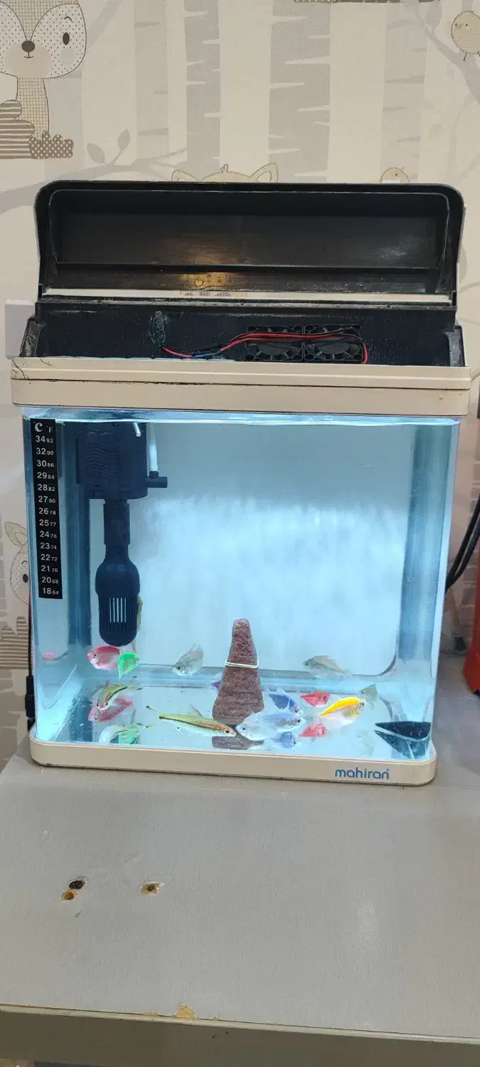 آکواریوم ماهیران سالم|ماهی|هشتگرد, فاز ۲ مهستان|دیوار