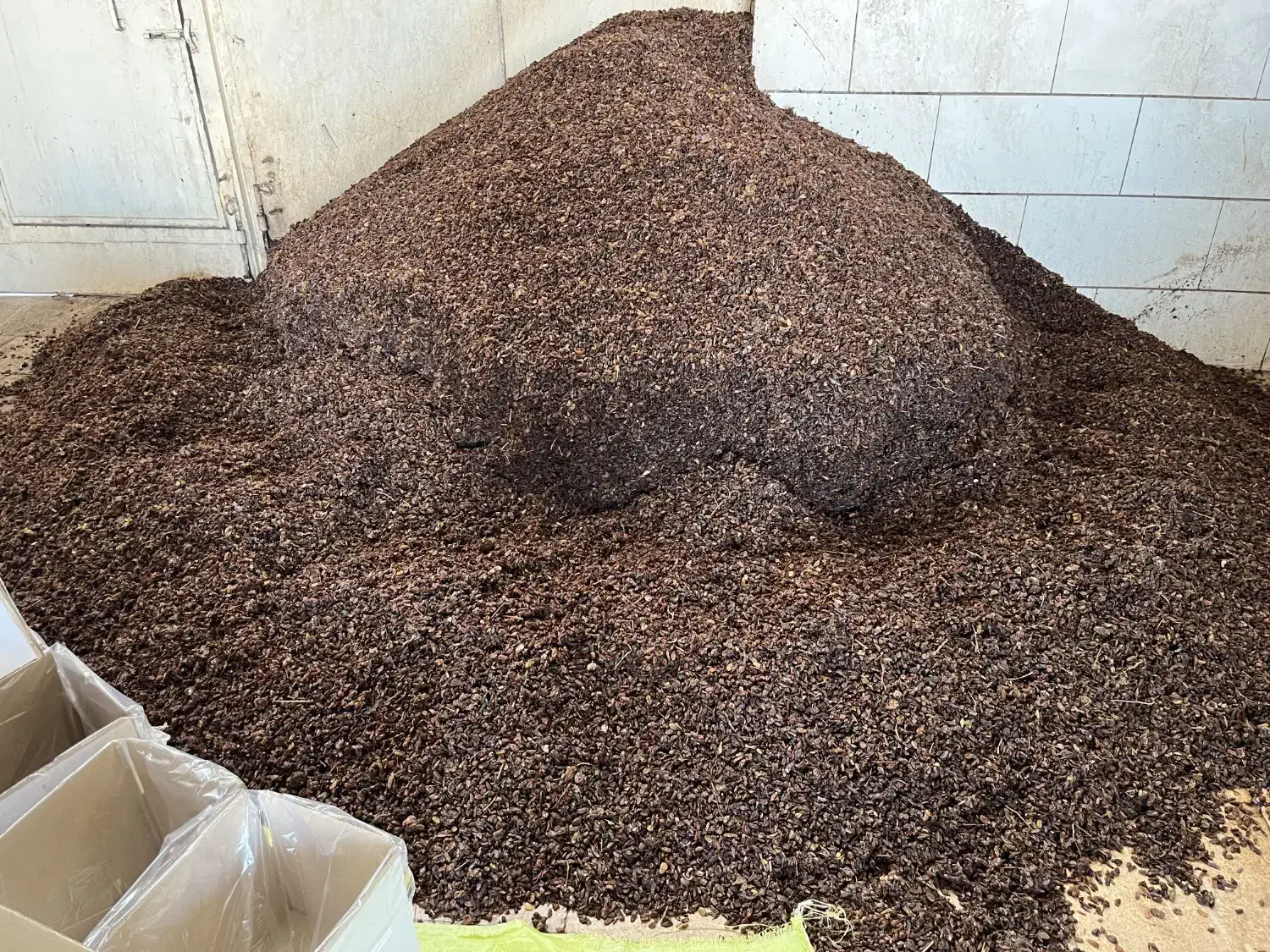 کشمش تاک|خوردنی و آشامیدنی|کاشمر, |دیوار