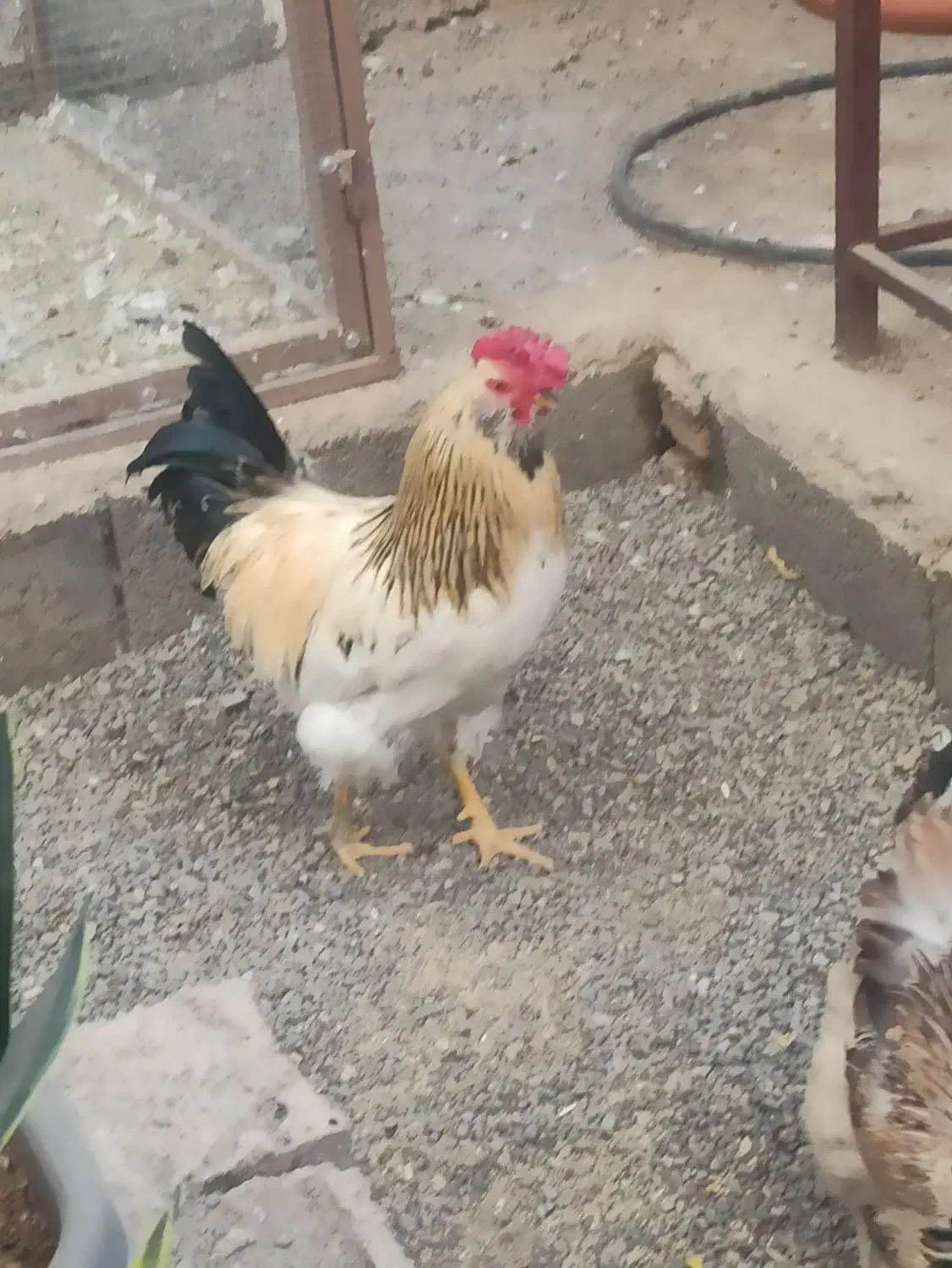 خروس چهل تاج خوشگل ودرشت وجوان|حیوانات مزرعه|قنوات, |دیوار