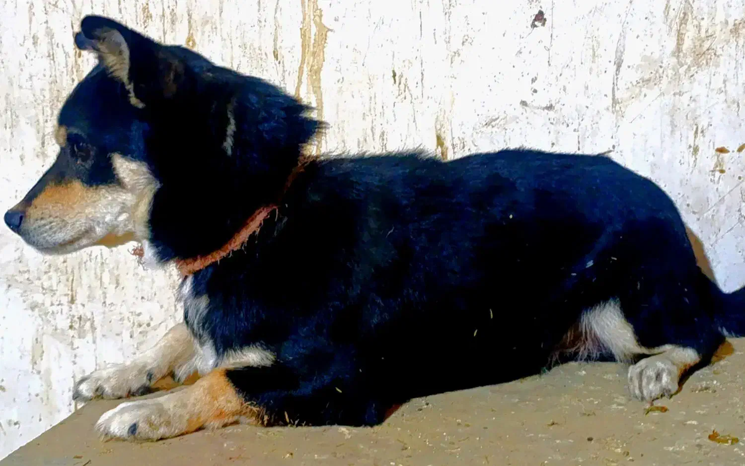 سگ پاکوتاه|سگ|کبودرآهنگ, |دیوار