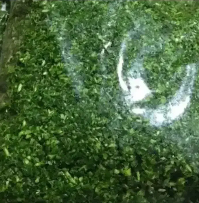 قرمه سبزی ۶۰کیلوی|خوردنی و آشامیدنی|قرچک, محمد آباد|دیوار