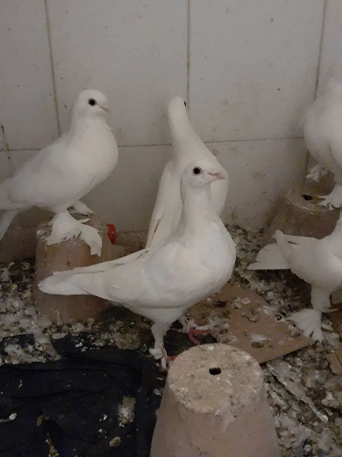 جوجه هومر کله اسبی نوک قنار|پرنده|تبریز, |دیوار